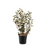 Physocarpus Diabolo 2 gal | Look violacé au jardin