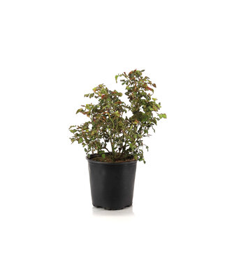 Rosa Borealis 2 gal