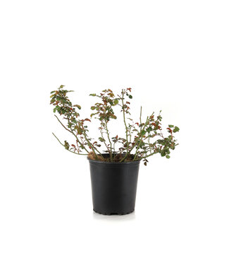Rosa Canadian Shield Bouclier Canadien