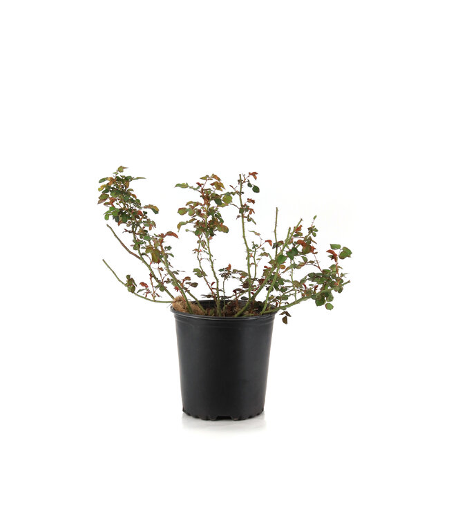 Rosa Canadian Shield Bouclier Canadien | Du rouge écarlate pour votre jardin