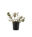 Rosa Canadian Shield Bouclier Canadien