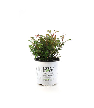 Rosa Oso easy Ice Bay 2 gal