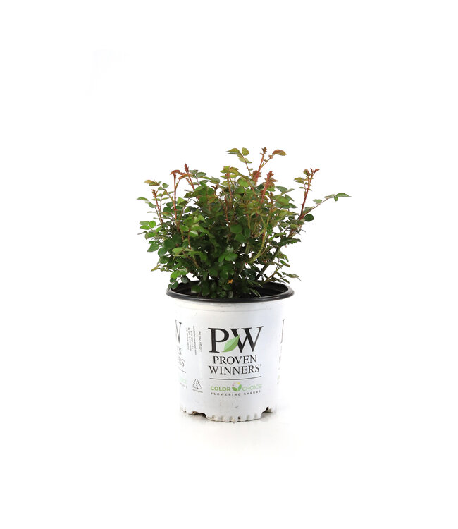 Rosa Oso easy Ice Bay 2 gal | Éclat glacé et floraison sans effort