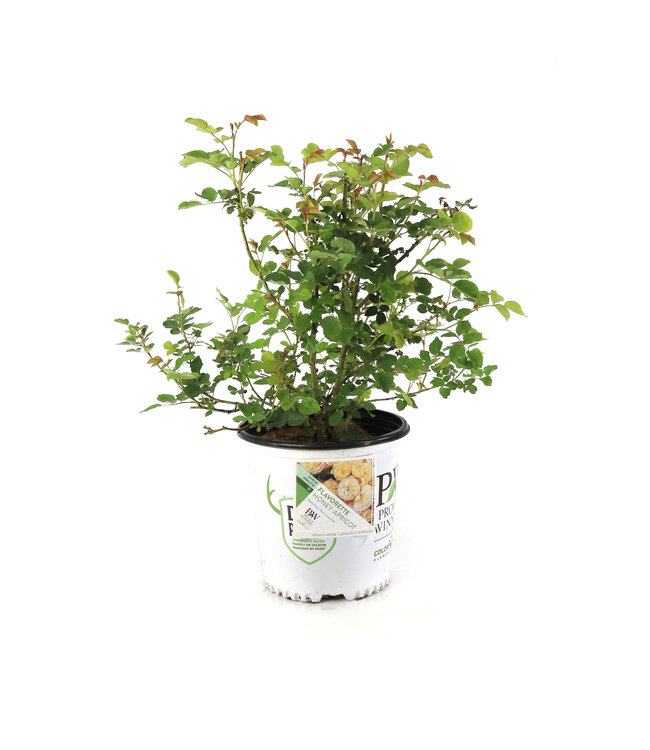Rosa Flavorette Pear'd 2 gal | Éclat comestible au jardin