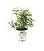 Rosa Flavorette Pear'd 2 gal | Éclat comestible au jardin