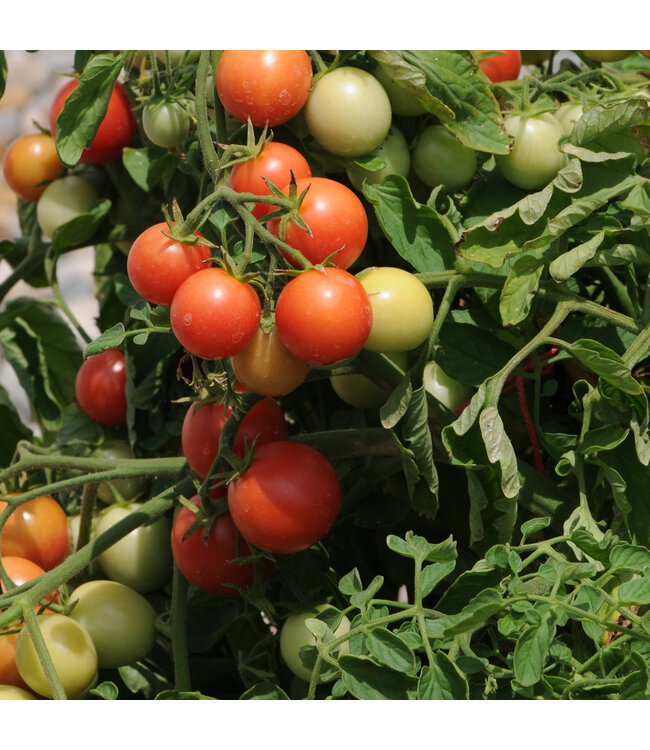 Plants de tomates variés 1 gal | Saveurs diversifiées pour un potager abondant