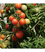 Plants de tomates variés 1 gal