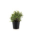 Potentilla Abbotswood 2 gal | Éclat blanc pour un jardin lumineux