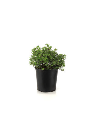 Potentilla Goldstar 2 gal