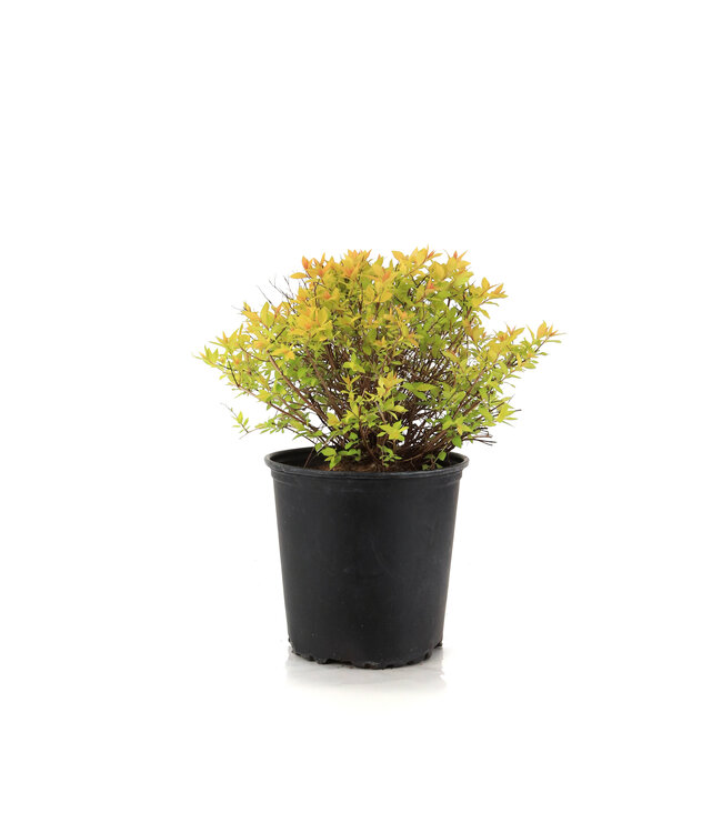 Spiraea Goldmound 2 gal | Dorée pour un jardin lumineux