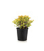 Spiraea Goldmound 2 gal | Dorée pour un jardin lumineux