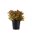 Spiraea Magic Carpet 2gal