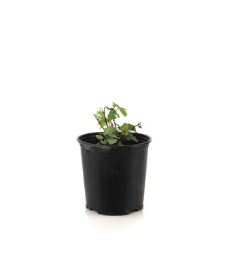 Murier Black Satin 2 gal