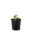Murier Black Satin 2 gal