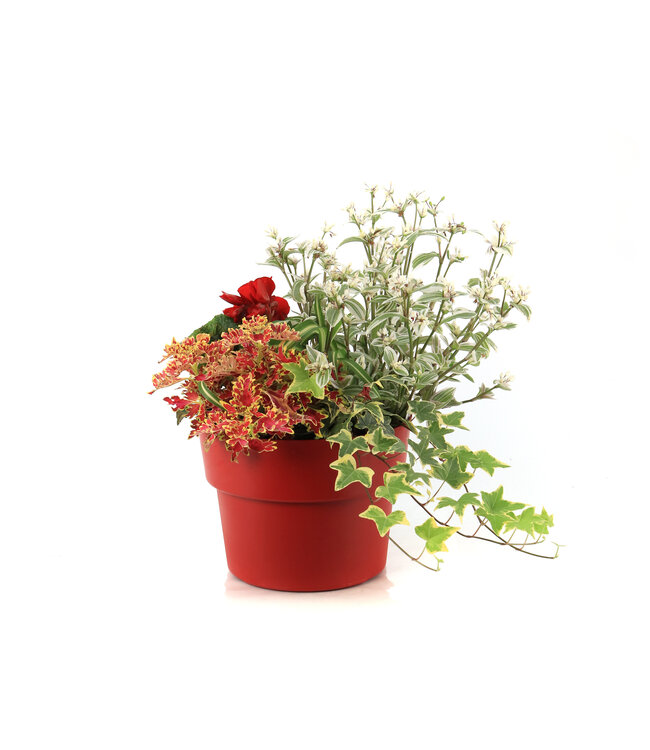 Arrangement fleurs annuelles 9 po | La parfaite potée fleurie
