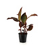 Canna 2 gal