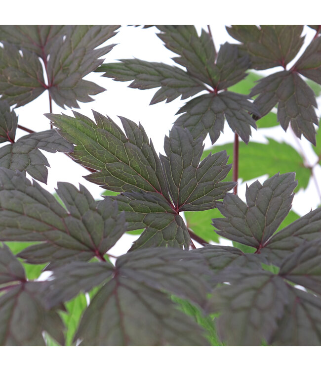 Cimicifuga Brunette 1gal | Feuillage sombre pour jardins ombragés