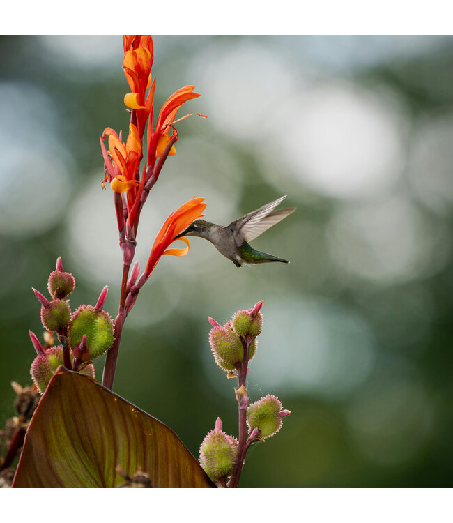 Canna 2 gal | Explosion de couleurs tropicales pour votre jardin ou vos potées fleuries
