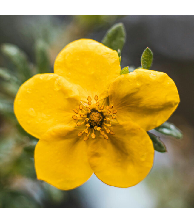 Potentilla Goldstar 2 gal | Éclat doré pour un jardin lumineux