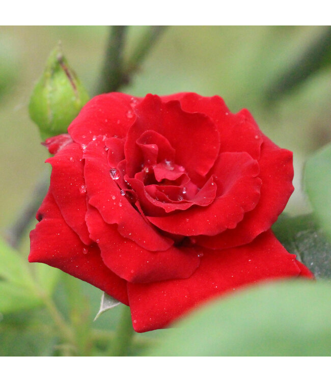 Rosa Canadian Shield Bouclier Canadien | Du rouge écarlate pour votre jardin