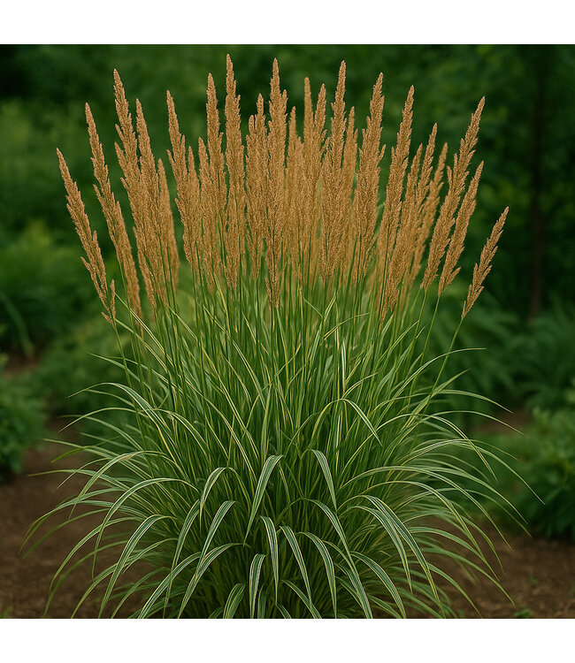 Calamagrostis Overdam 2 gal | Graminée panachée éclatante & épis vert‑bronze en été