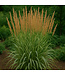 Calamagrostis Overdam 2 gal | Graminée panachée éclatante & épis vert‑bronze en été