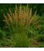 Calamagrostis Karl Foerster 2 gal | Pour un jardin sophistiqué