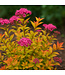 Spiraea Magic Carpet 2gal | Tapis de couleurs pour votre jardin