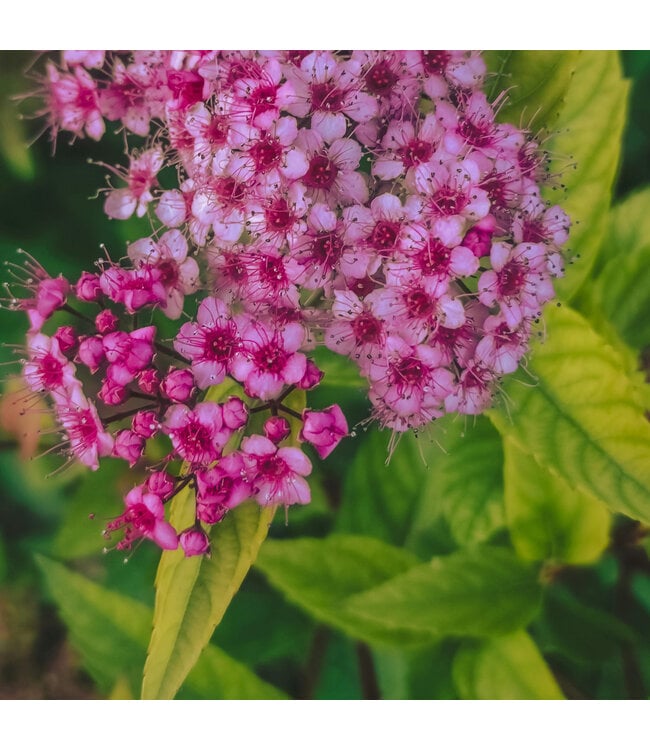 Spiraea Goldmound 2 gal | Dorée pour un jardin lumineux
