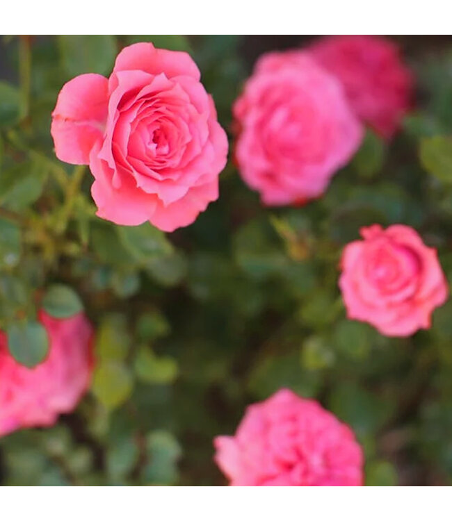 Rosa Borealis 2 gal | Éclat nordique au jardin