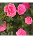 Rosa Borealis 2 gal | Éclat nordique au jardin