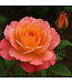 Rosa Chinook Sunrise 2gal | Éclat corail pour votre jardin
