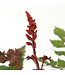 Astilbe Visions Volcano 1 gal | Éclat floral pour jardins ombragés