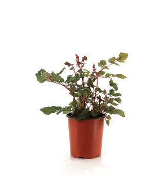 Astilbe Visions Volcano 1 gal