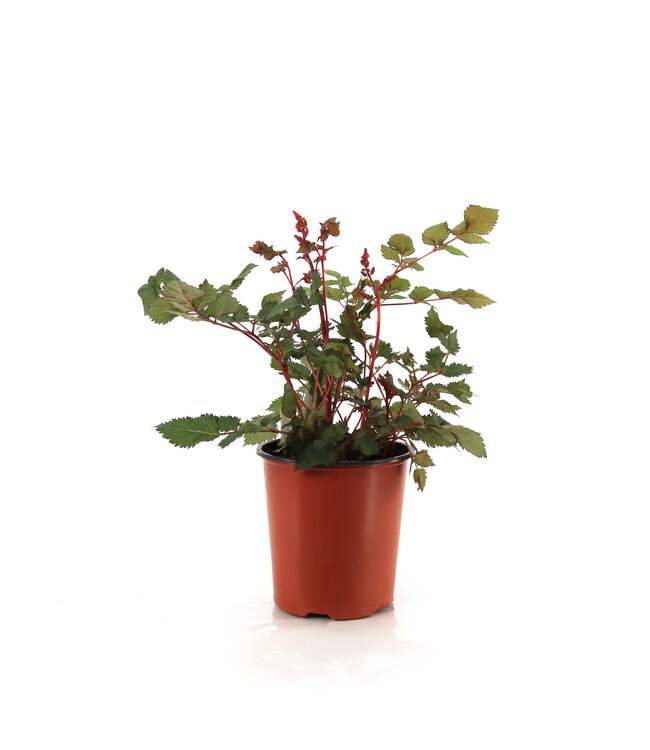 Astilbe Visions Volcano 1 gal | Éclat floral pour jardins ombragés