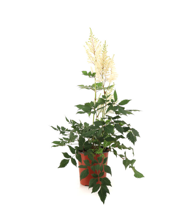Astilbe chinensis vision in white 1 gal | Élégance lumineuse pour jardins ombragés