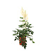 Astilbe chinensis vision in white 1 gal