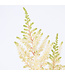 Astilbe chinensis vision in white 1 gal | Élégance lumineuse pour jardins ombragés