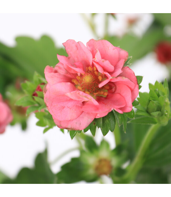 Fraise Summer Breeze Cherry Blossom 1gal | Fraisier ornemental et gourmand