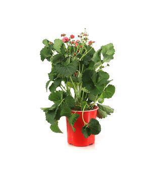 Fraise Summer Breeze Cherry Blossom 1gal