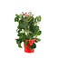 Fraise Summer Breeze Cherry Blossom 1gal
