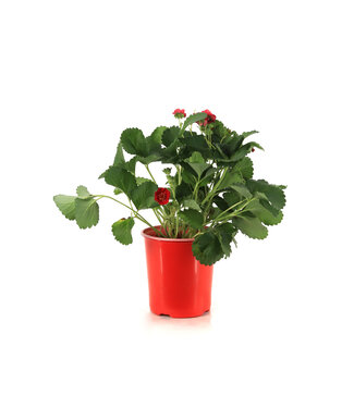 Fraise Summer Breeze rose 1gal