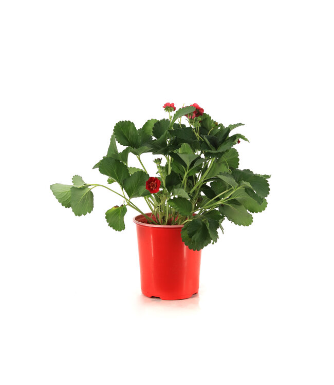 Fraisier Summer Breeze rose 1gal | Fraisier ornemental et gourmand