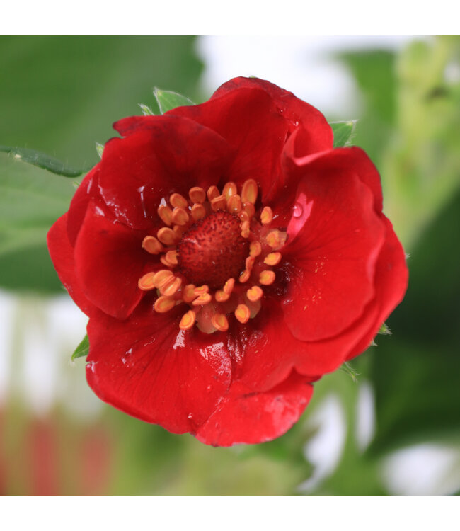 Fraisier Summer Breeze rose 1gal | Fraisier ornemental et gourmand