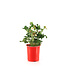 Fraisier Summer Breeze snow 1gal | Magnifique et délicieux