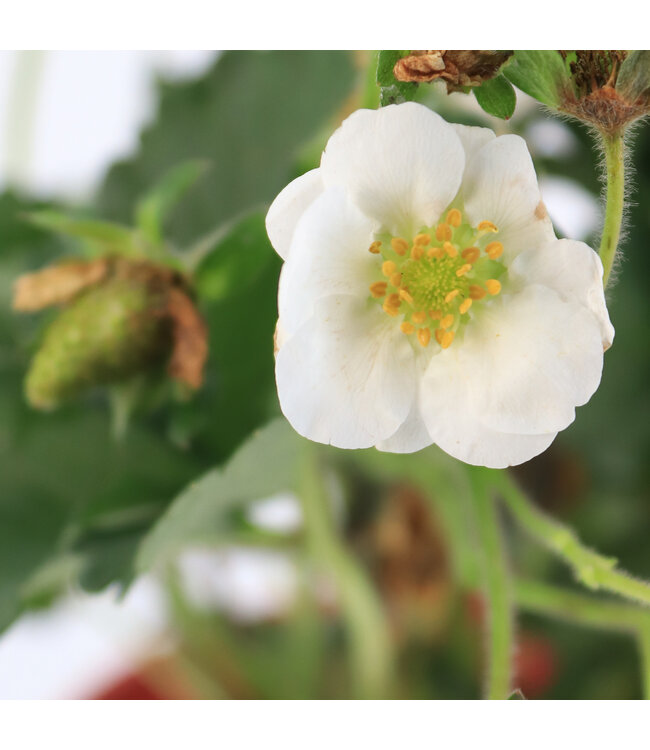 Fraisier Summer Breeze snow 1gal | Magnifique et délicieux