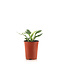 Hosta Patriot 1gal