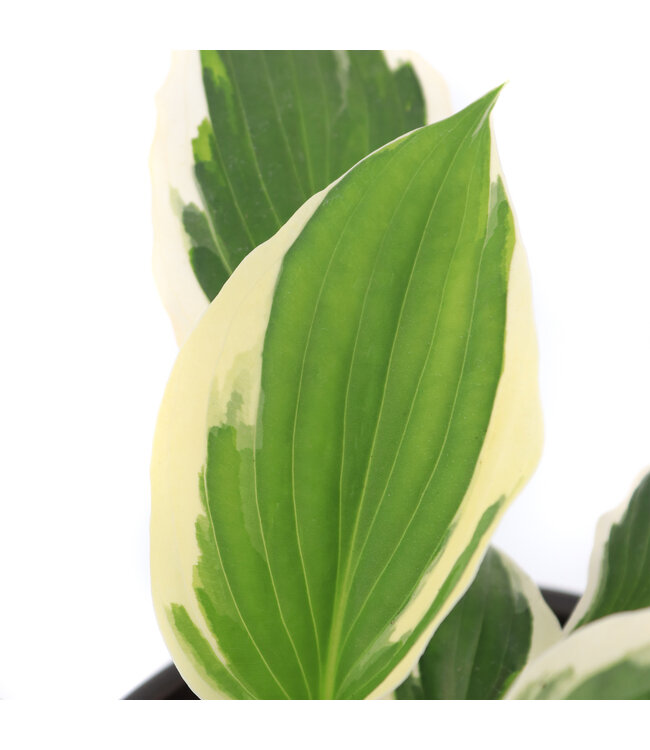 Hosta Patriot 1gal | Élégance panachée pour jardins ombragés