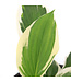 Hosta Patriot 1gal | Élégance panachée pour jardins ombragés