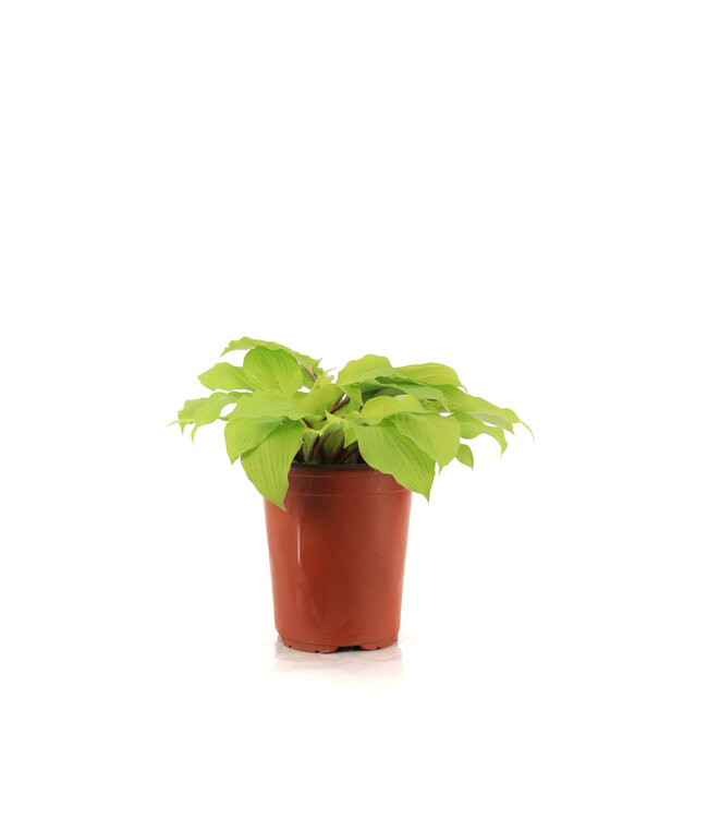 Hosta Fire Island 1gal | Éclat doré pour jardins ombragés